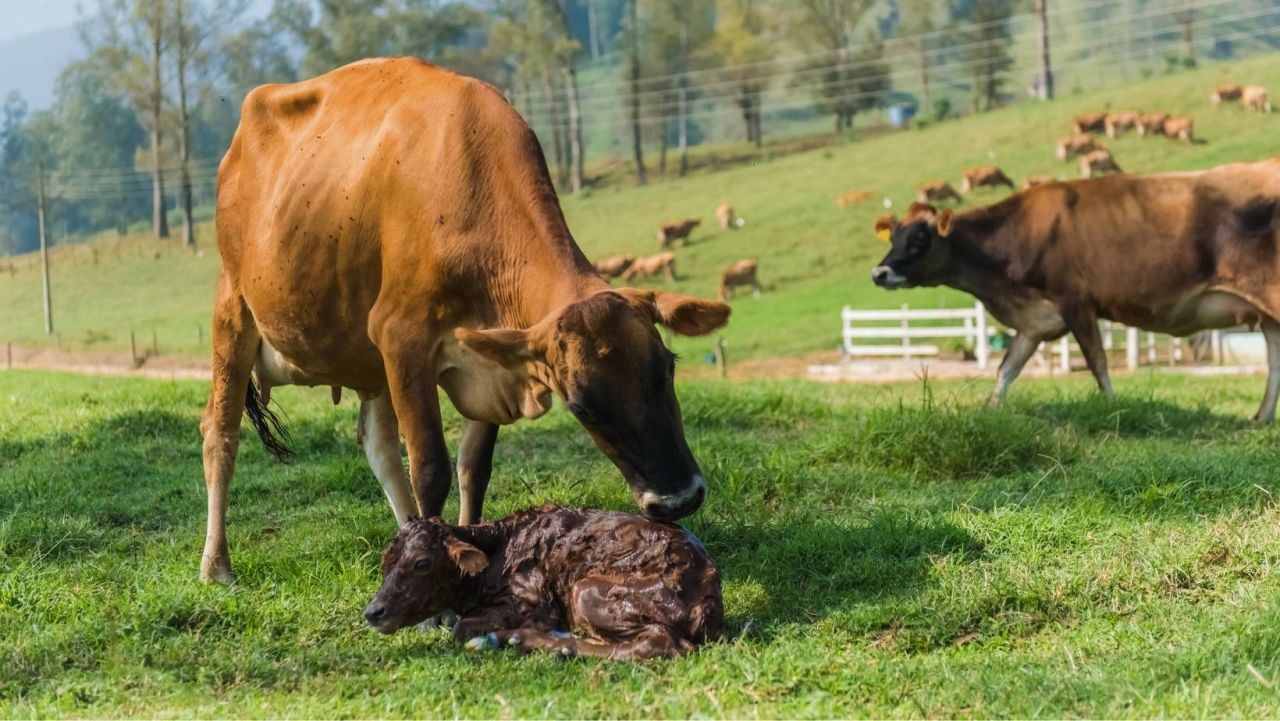 Göbek Kordonu Bakımı