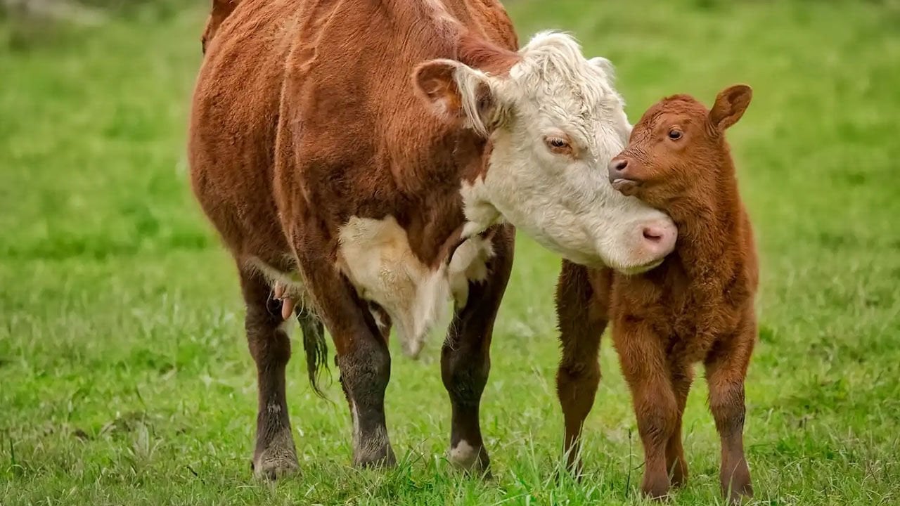 İneklerde Zor Doğum