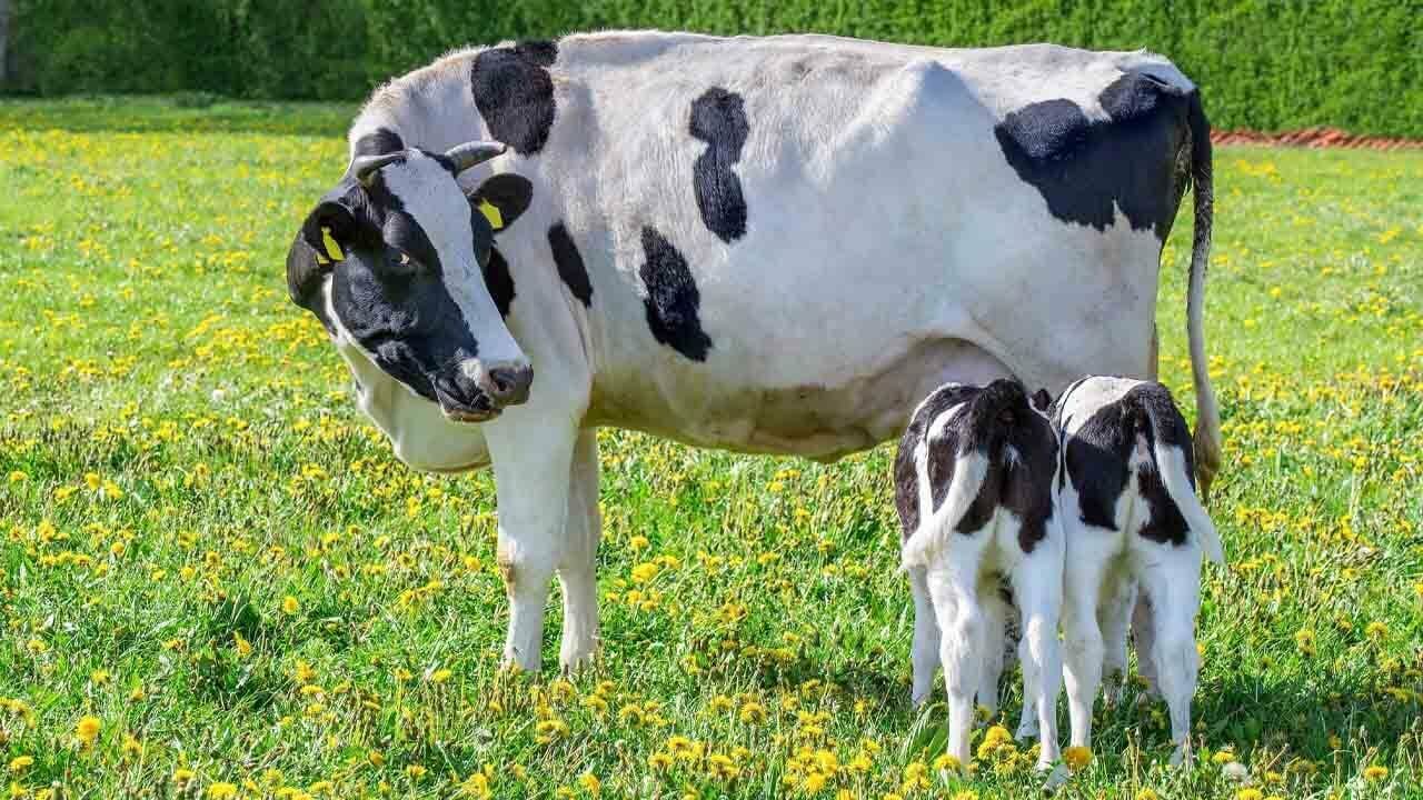 Kış Aylarında Buzağı Bakımı ve Beslenmesi