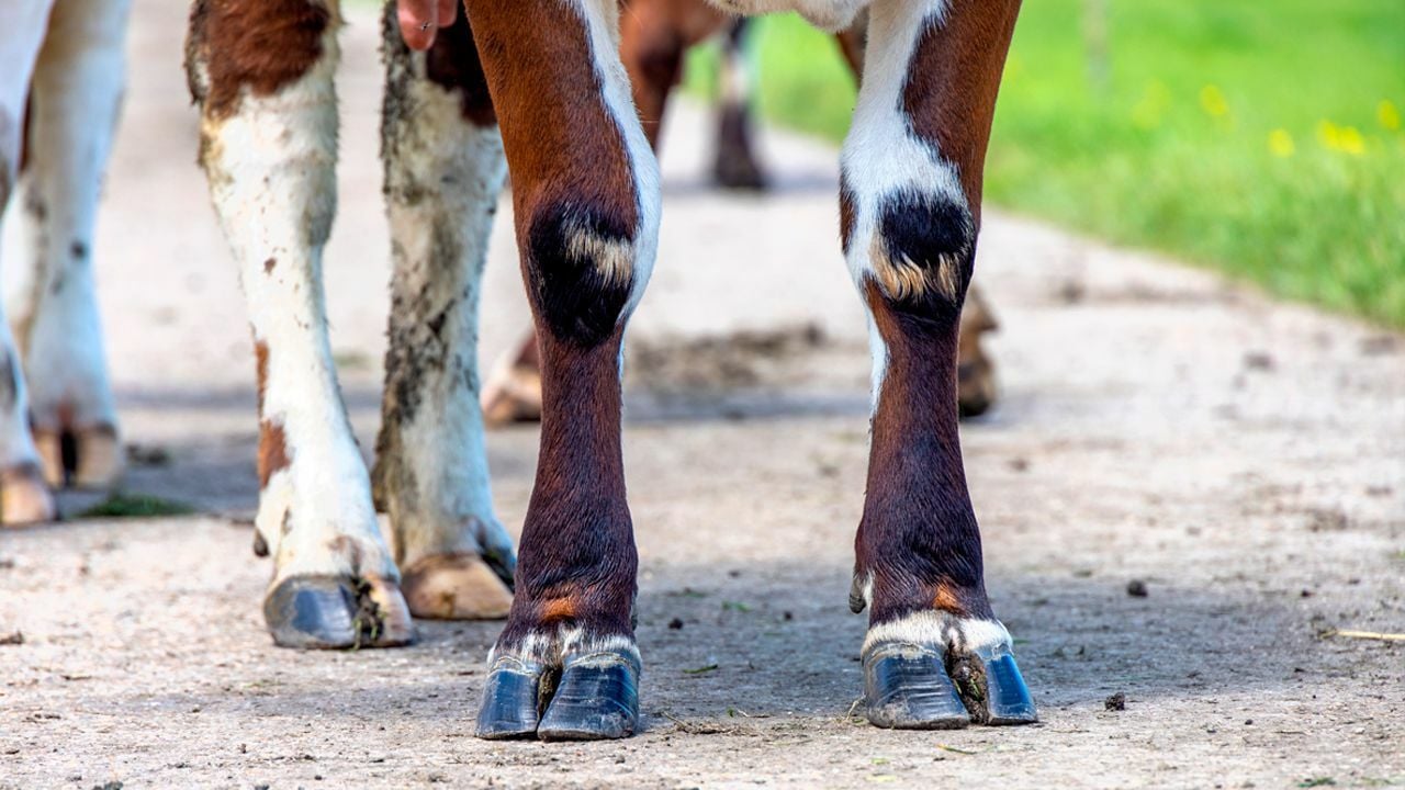 Süt Sığırlarında Tırnak Sağlığının Ekonomiye Etkileri