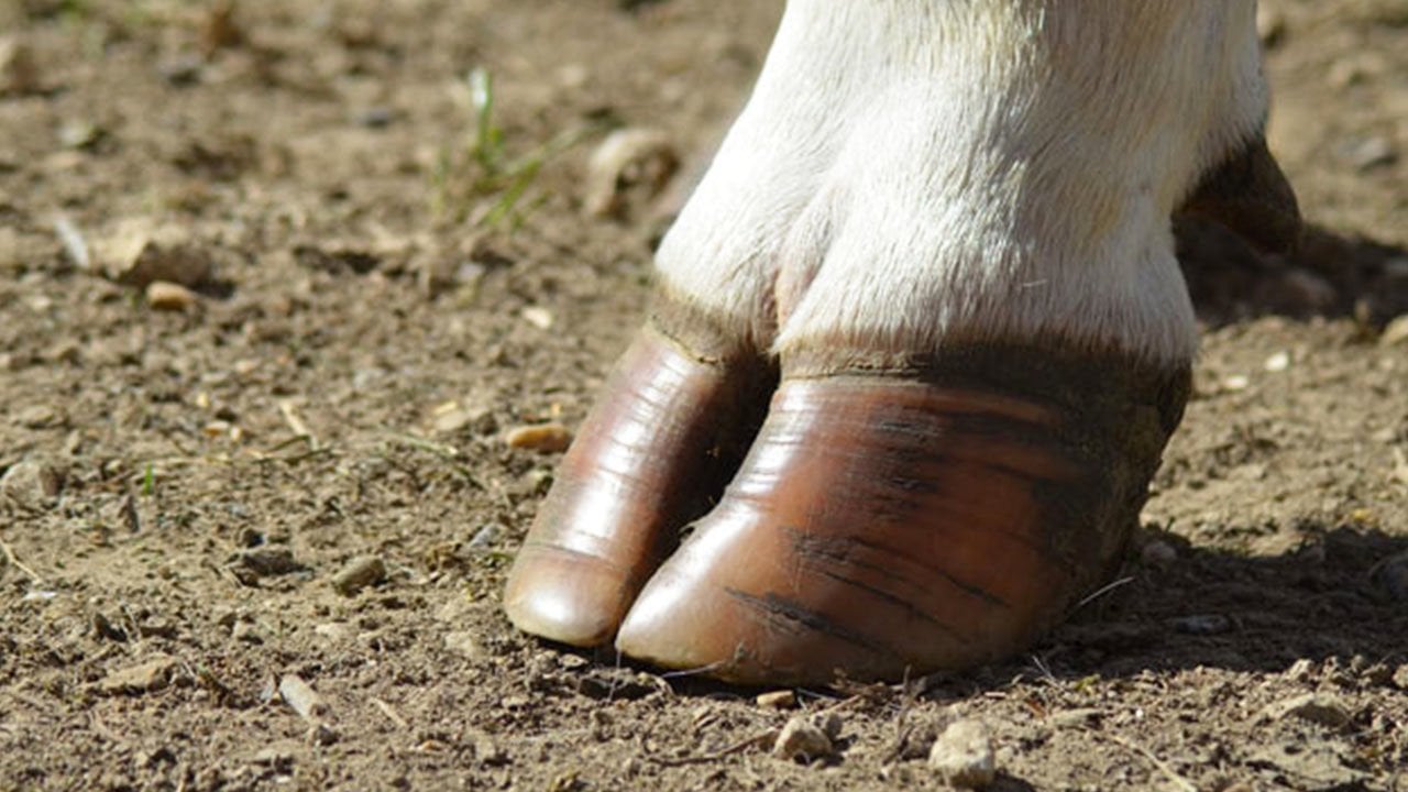 Süt Sığırlarında Ayak Sağlığı