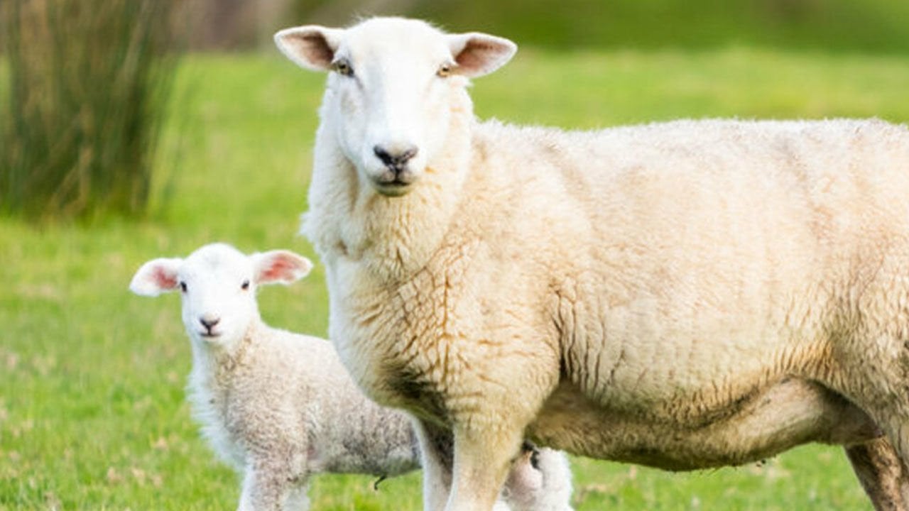 Koyunum Doğum Yaptı, Şimdi Ne Yapmalıyım?