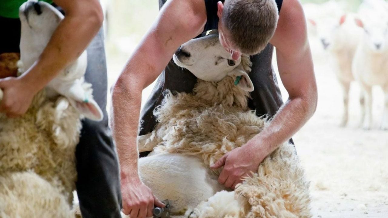 Koyun Kırkma Nedir? Detaylı Rehber