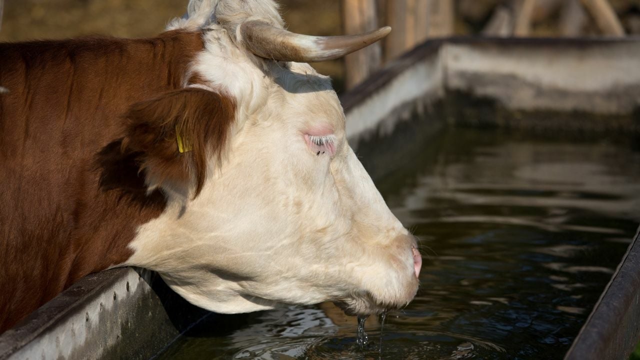 Süt Sığırlarında Kış Aylarında Su Tüketimini Artırma Yöntemleri