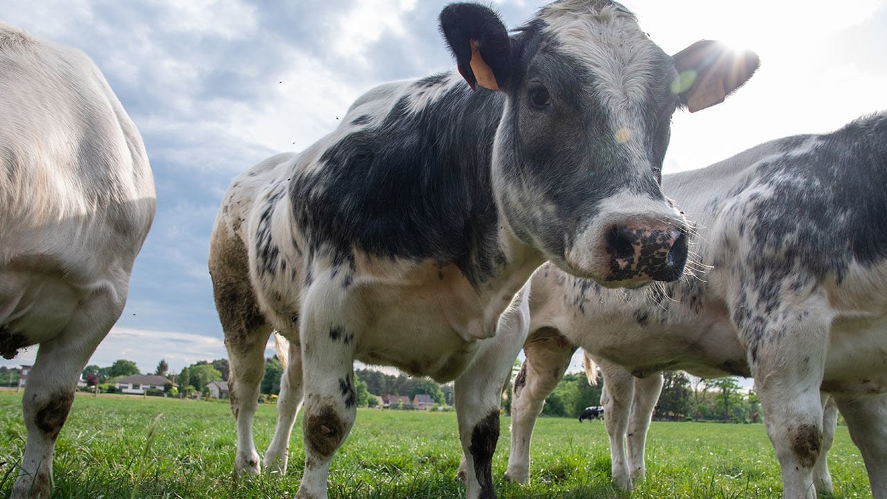 İneklerde Şap Hastalığı