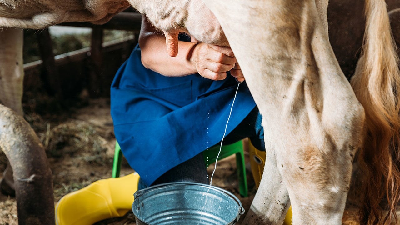 İneklerde Süt Kalitesi Nasıl Artar?