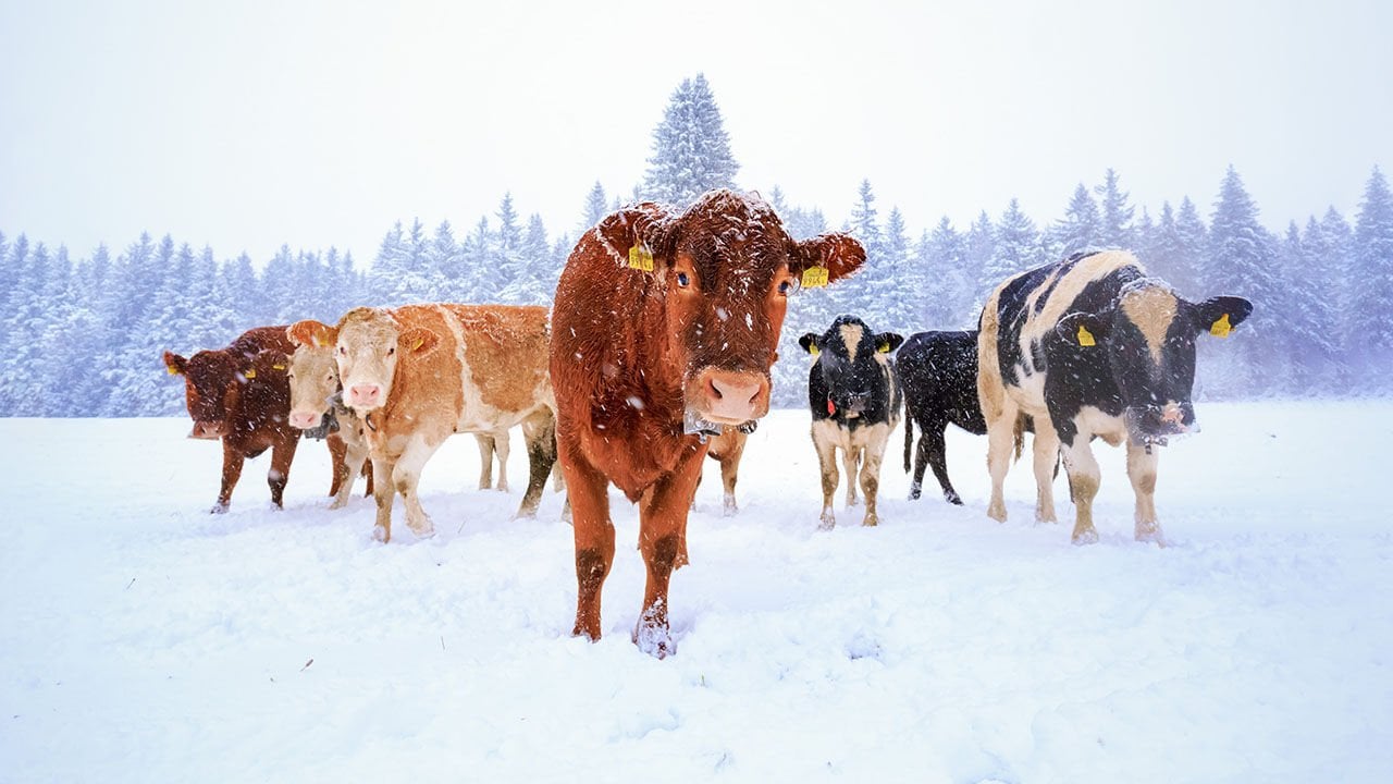 İneklerde Soğuk Stresini Azaltma Yolları
