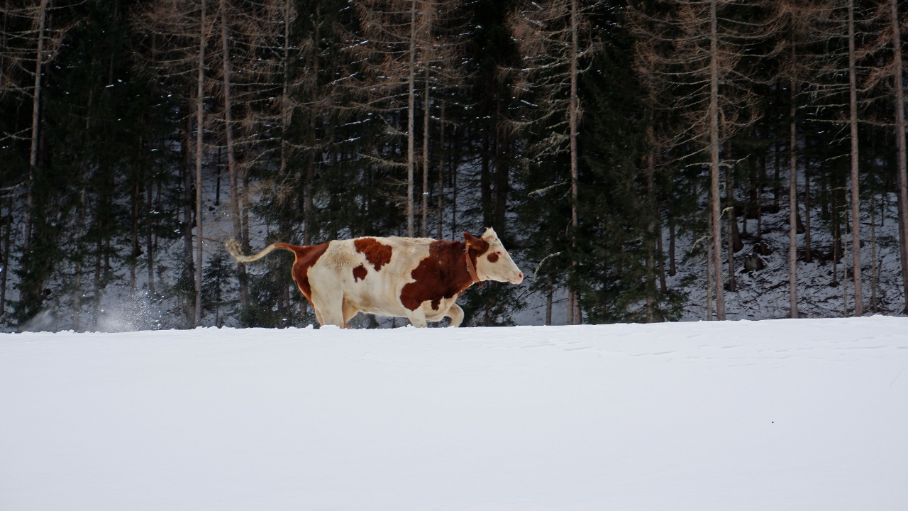 Soğuk Havalarda İneklerin Deri Sağlığını Nasıl Koruyabilirsiniz