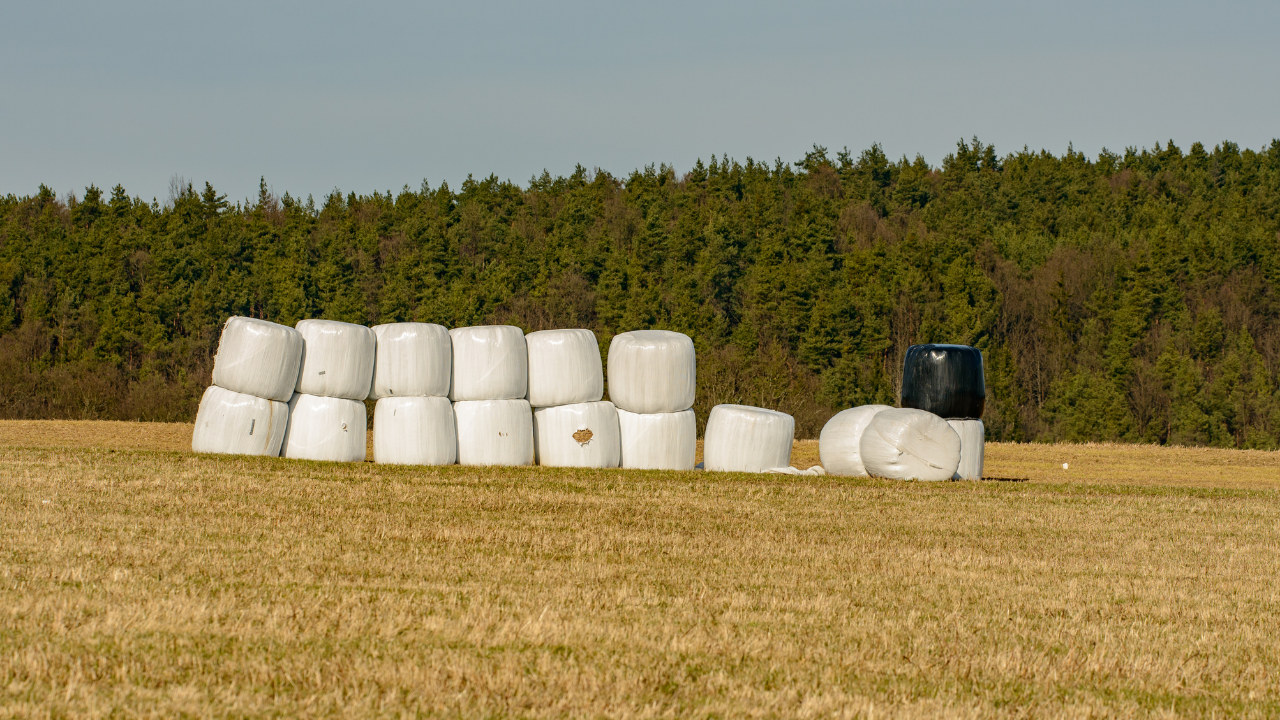İneklere Silaj Nasıl Verilir? Besleme Teknikleri