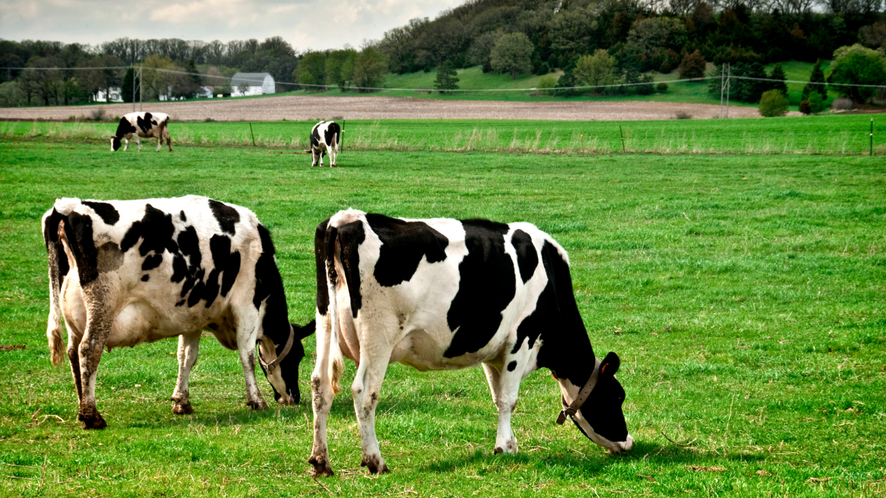 İneklerde Selüloz Sindirimi