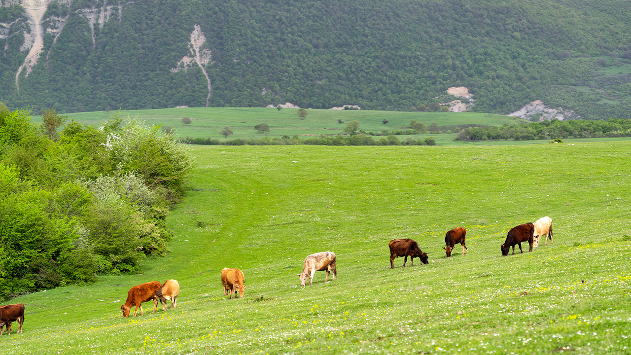 Mera Kalitesinin Hayvan Verimine Etkisi