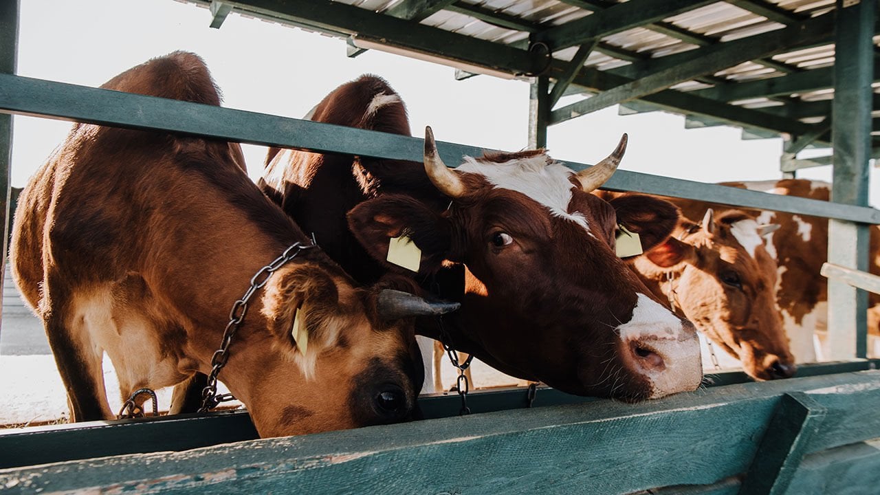 Canlı Hayvan İthalatı Yapan Ülkeler
