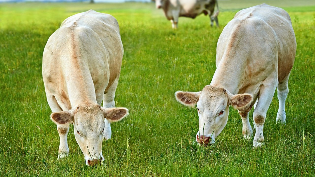 Sığır Yetiştirirken Kârınızı Artırmak İçin 10 İpucu