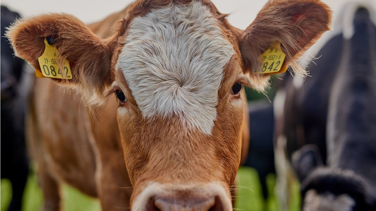 Sığırlarda Kene Enfestasyonları ve Verime Etkisi