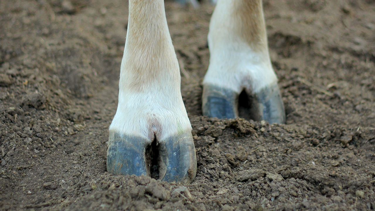 İneklerde Ayak ve Tırnak Sağlığı İşletme Karlılığını Nasıl Etkiler?