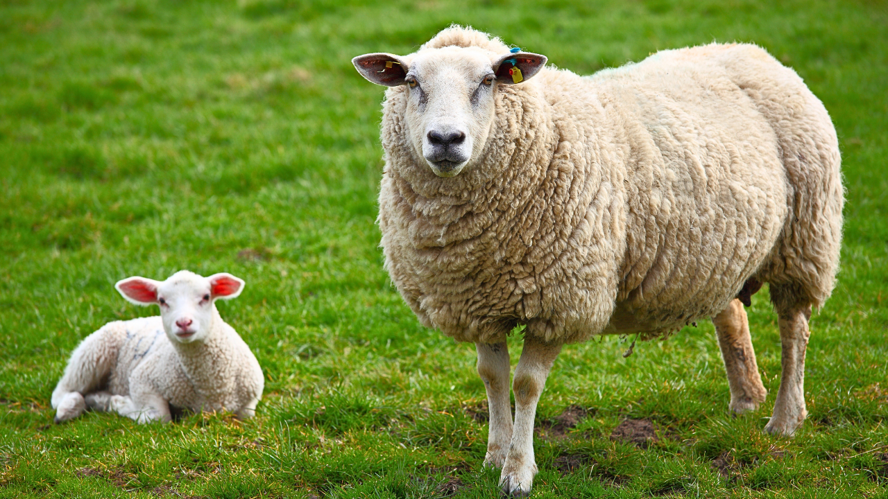 Koyun Yetiştiriciliği: Kuzulama için Yetiştirme Programları