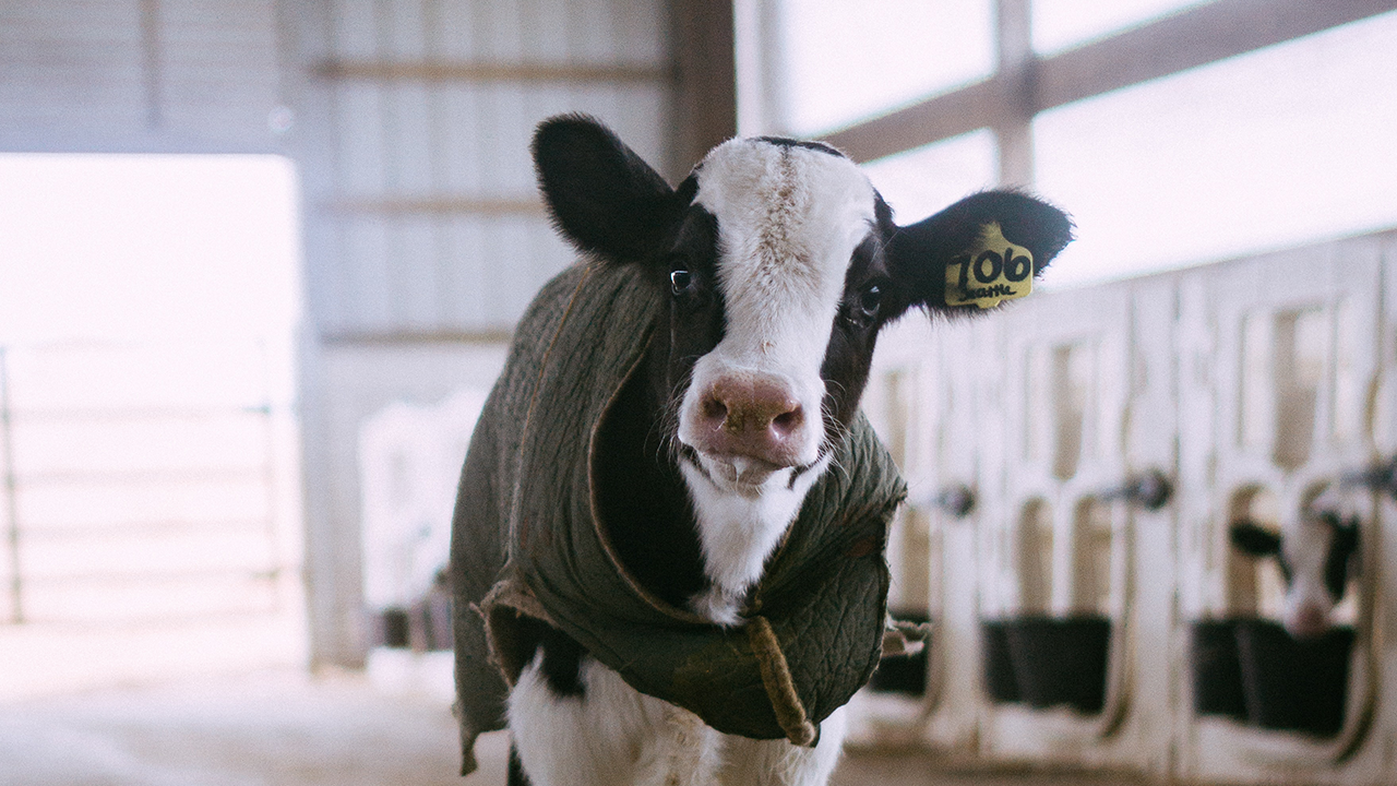 Buzağıları Soğuktan Korumanın İpuçları: Sıcak Tutmanın Yolları