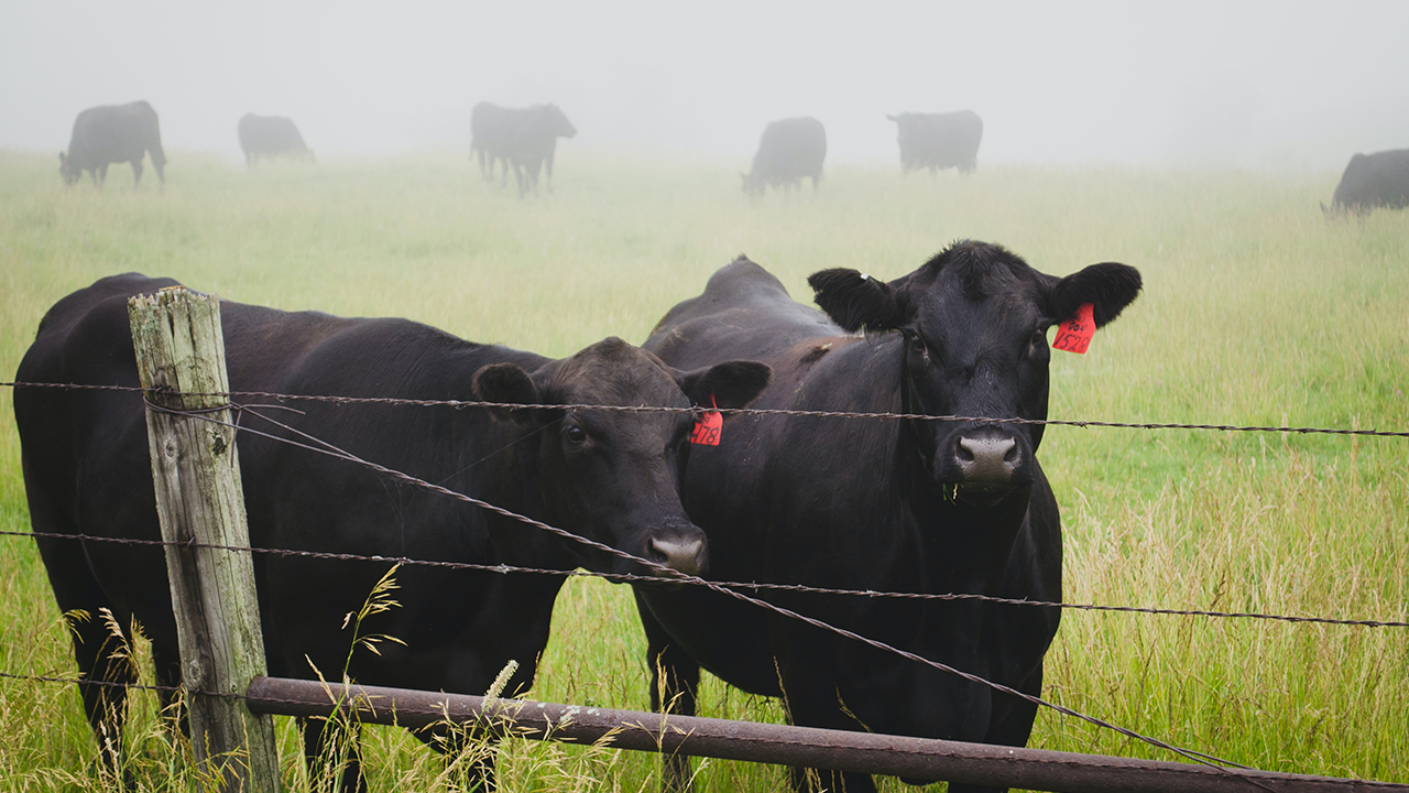Hayvan Sağlığı ve İşaretleme İlişkisi
