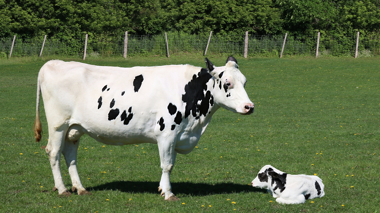 Doğum Yapan İnek Ne Zaman Tohumlanır?