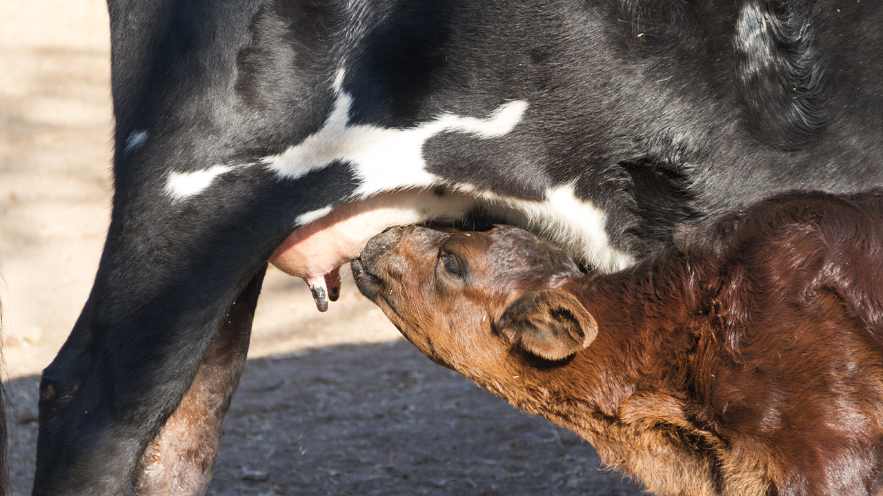 Yeni Doğan Buzağı Bakımı Nasıl Olur?
