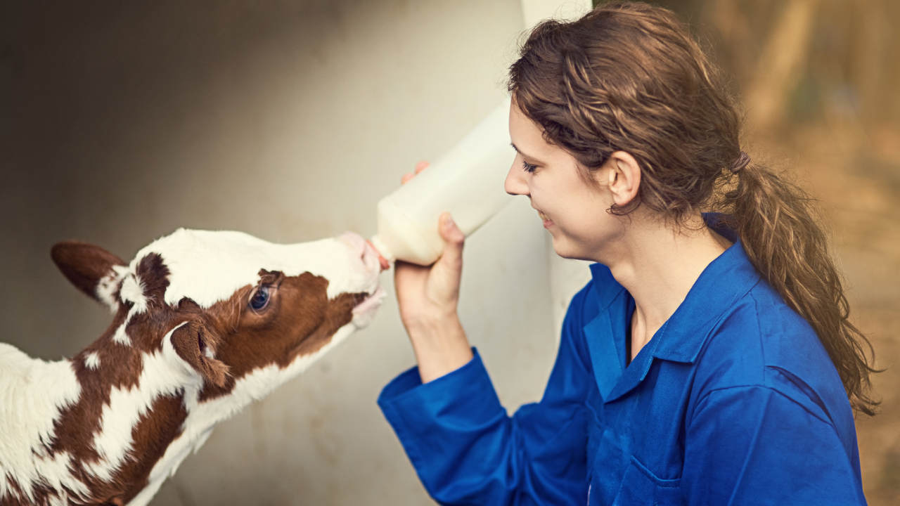 Buzağı Barınma ve Bakımı 