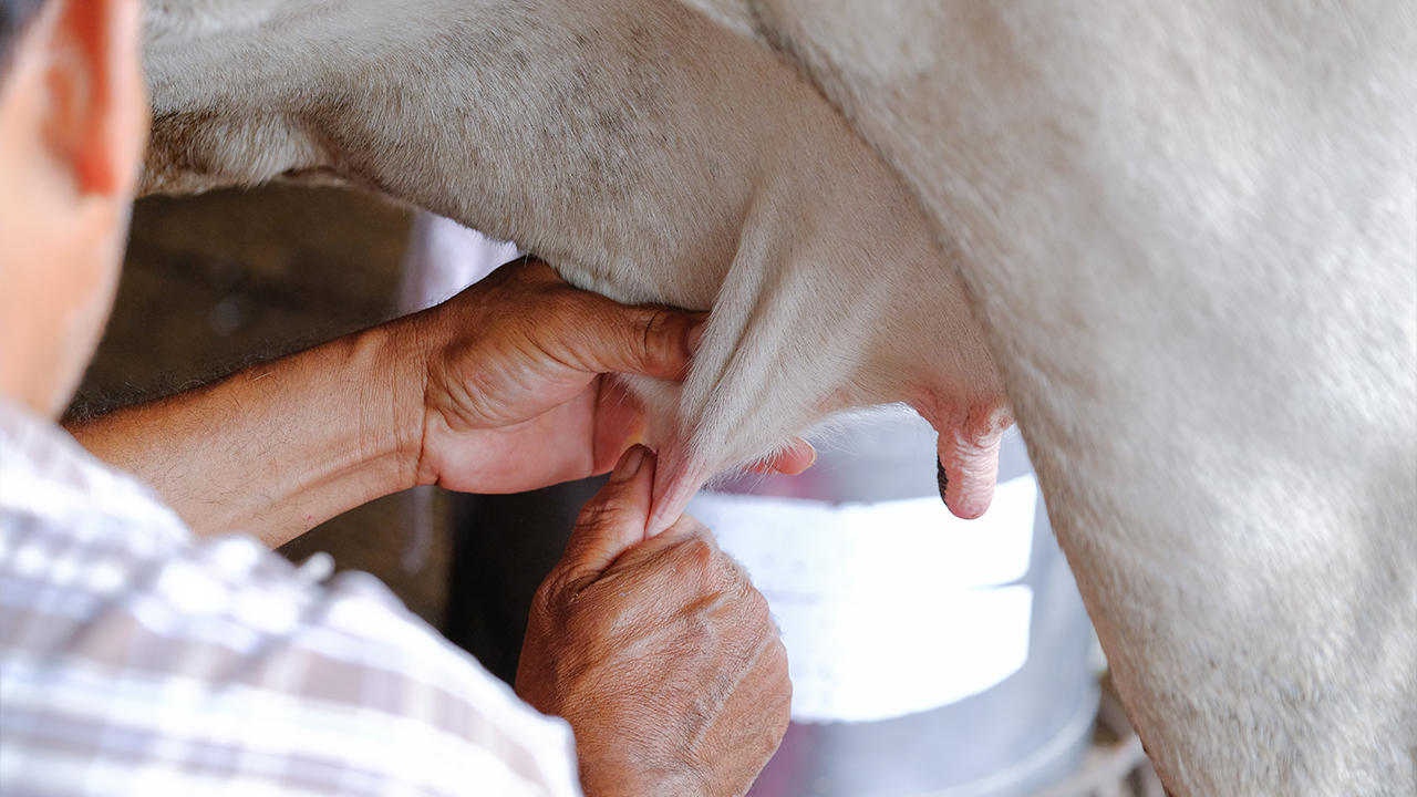 Süt Sığırcılığında Sağım Hijyeni ve Meme Bakımı