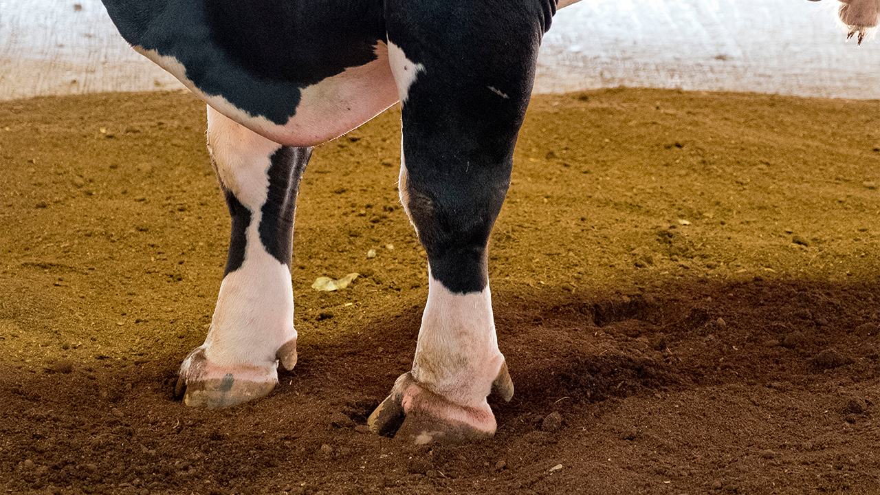 Büyükbaş Hayvanlarda Tırnak Dezenfektanı Kullanımının Önemi