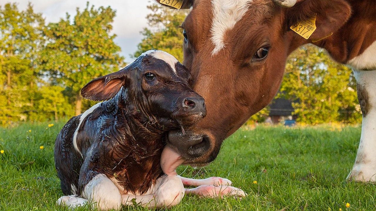 Buzağı Göbek Kordonu Hijyeni Nasıl Sağlanır?