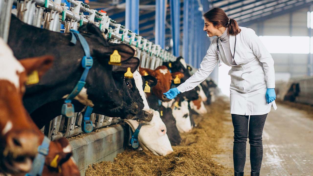 Hayvan Doğum Ekipmanları: Sorunsuz Bir Doğum İçin Gerekli Olanlar