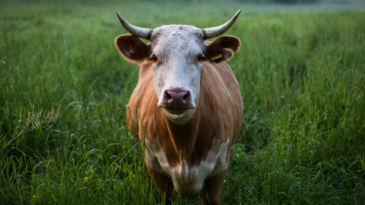  Çiftlik Deri Hijyeni Rehberi
