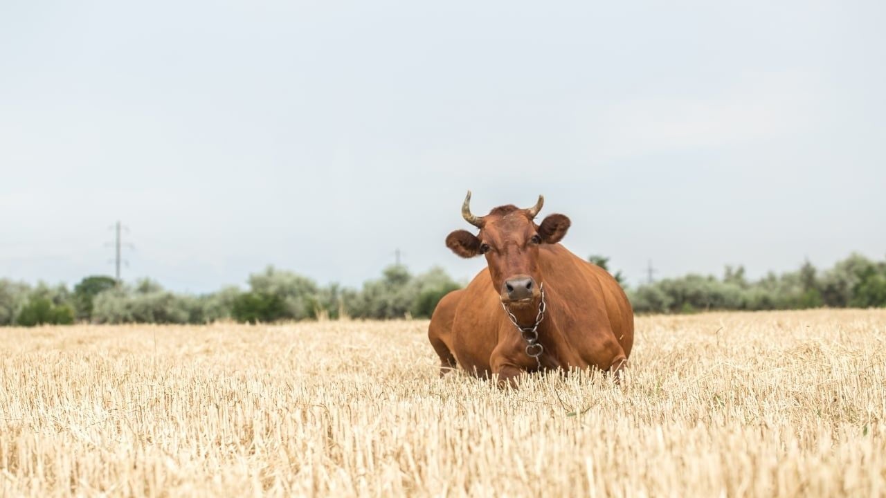 Arpanın Çiftlik Hayvanlarına Faydaları Nelerdir?