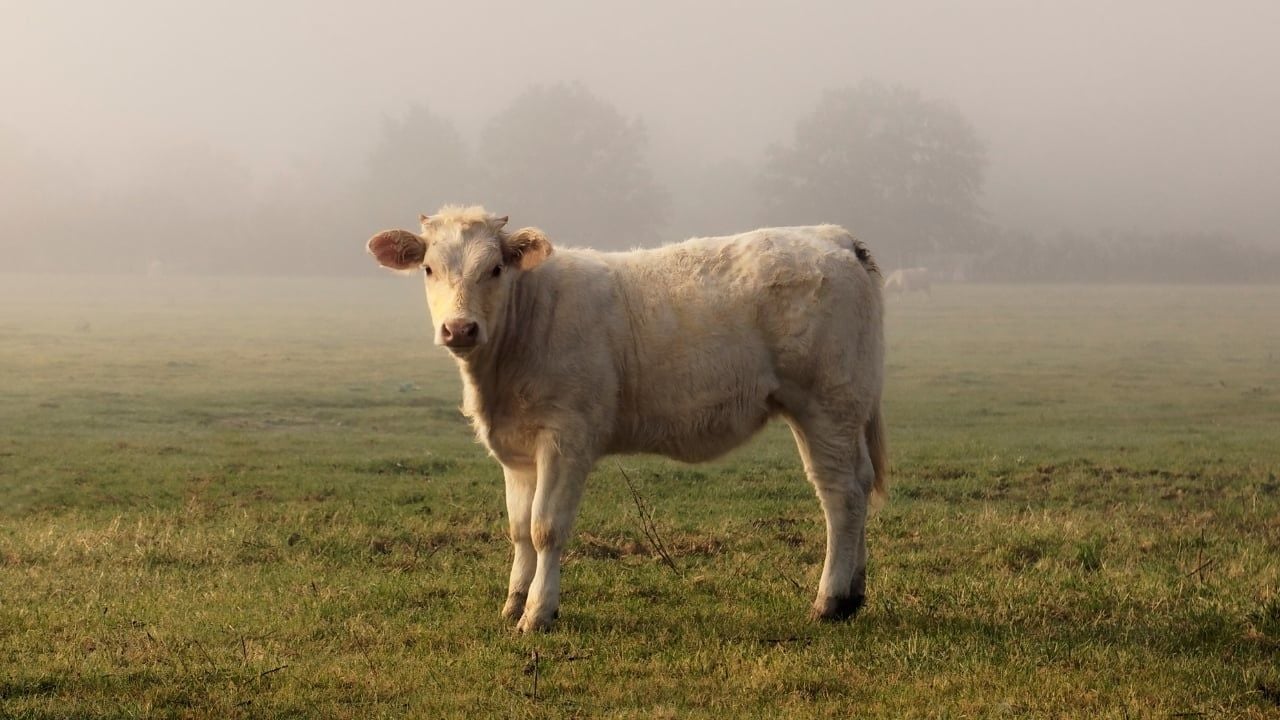 Buzağı Maması Nasıl Hazırlanır?