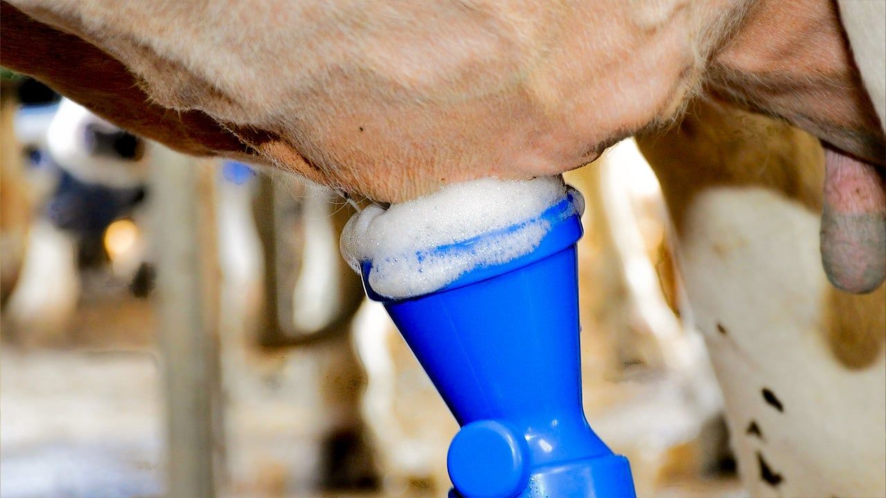 Süt Sağımında Dikkat Edilmesi Gerekenler