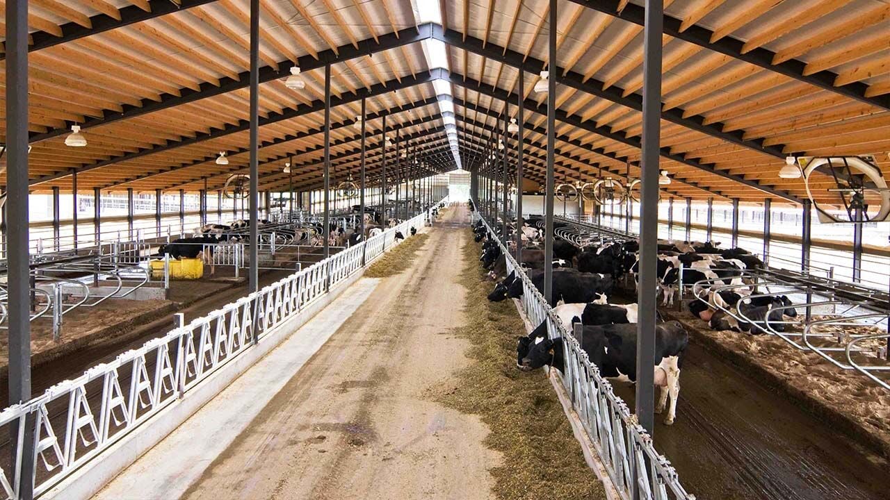 Süt Hayvancılığında Barınak Planlaması Nasıl Yapılır?