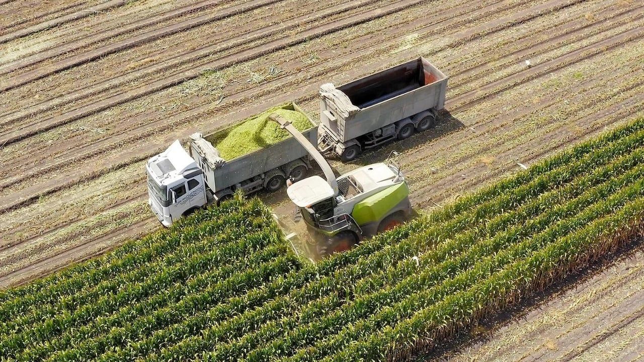 Silaj Kalitesini Etkileyen Faktörler