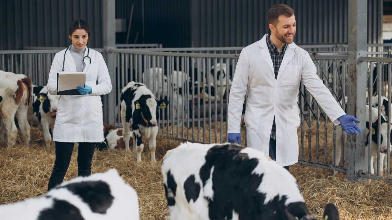 Brusella Hastalığı Nedir? Nasıl Önlenir?