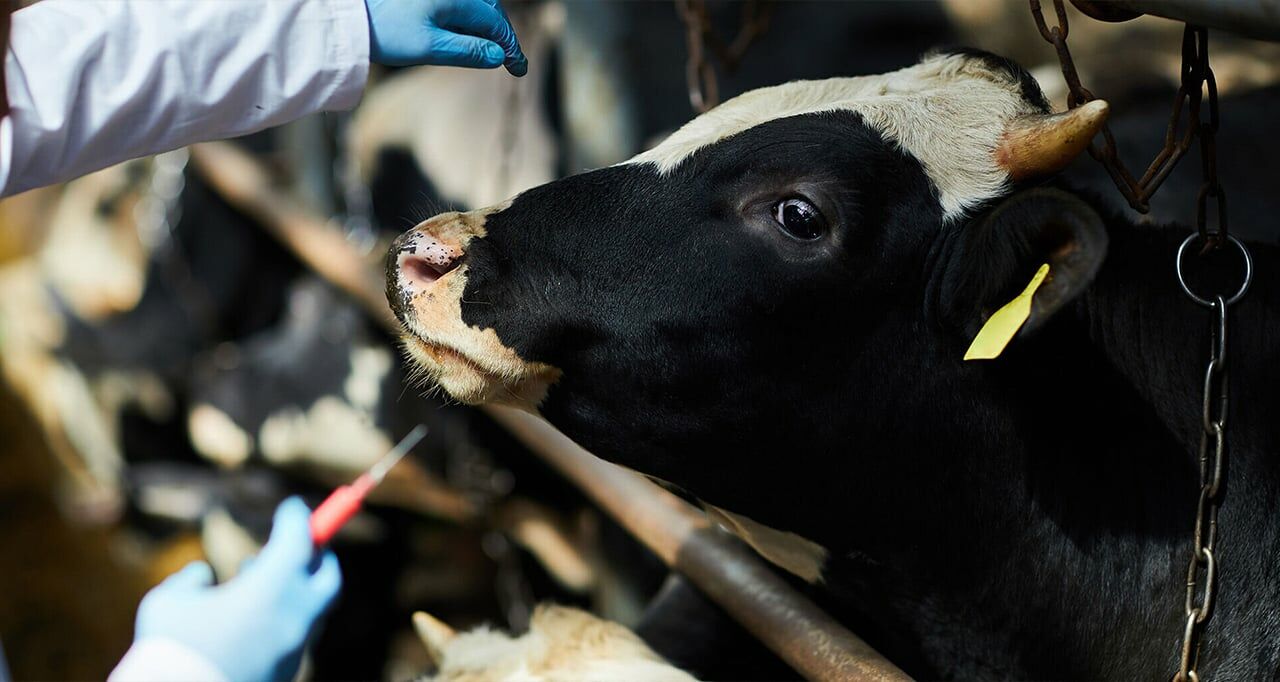 Hayvanlarda Şap Hastalığı ve Tedavisi