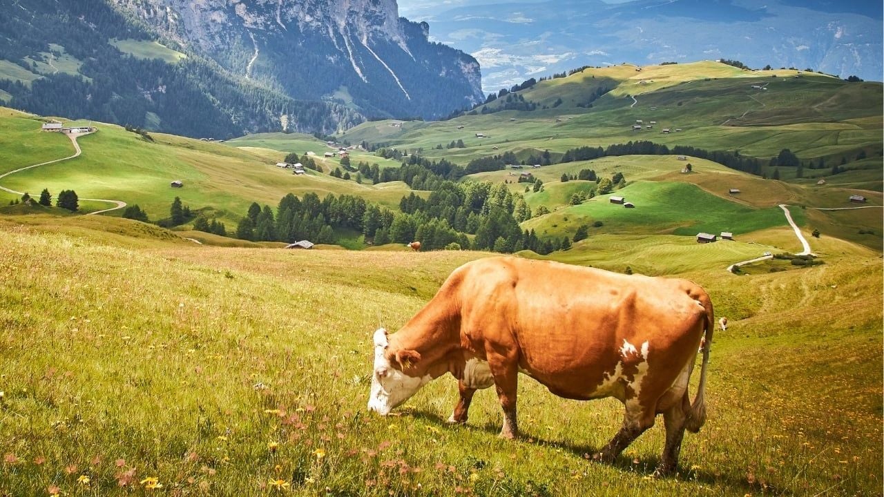 Hayvan Kesiminde Refah Kriterleri Nelerdir?