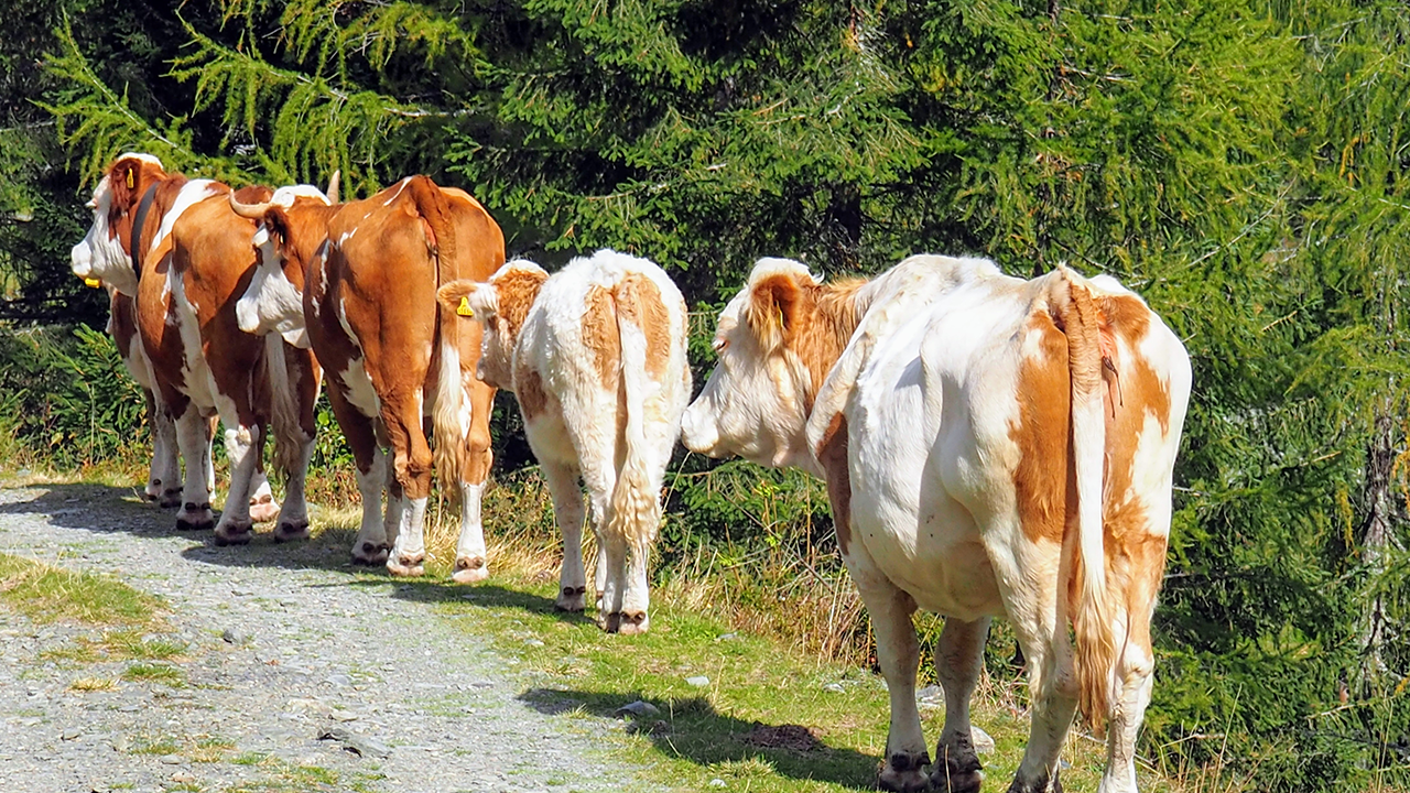 Sürüye Hayvan Katımında Dikkat Edilmesi Gerekenler