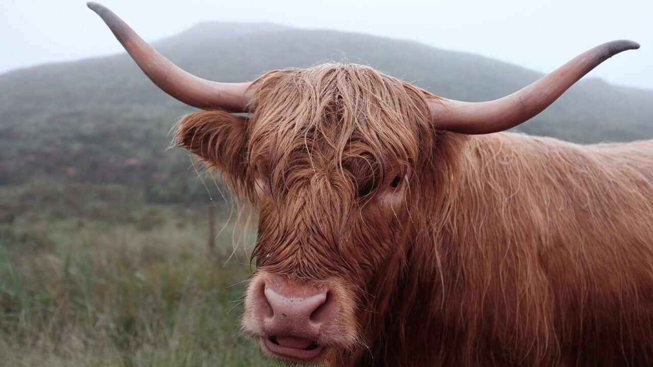 Boynuz Kesimi ile Hayvan Güvenliği