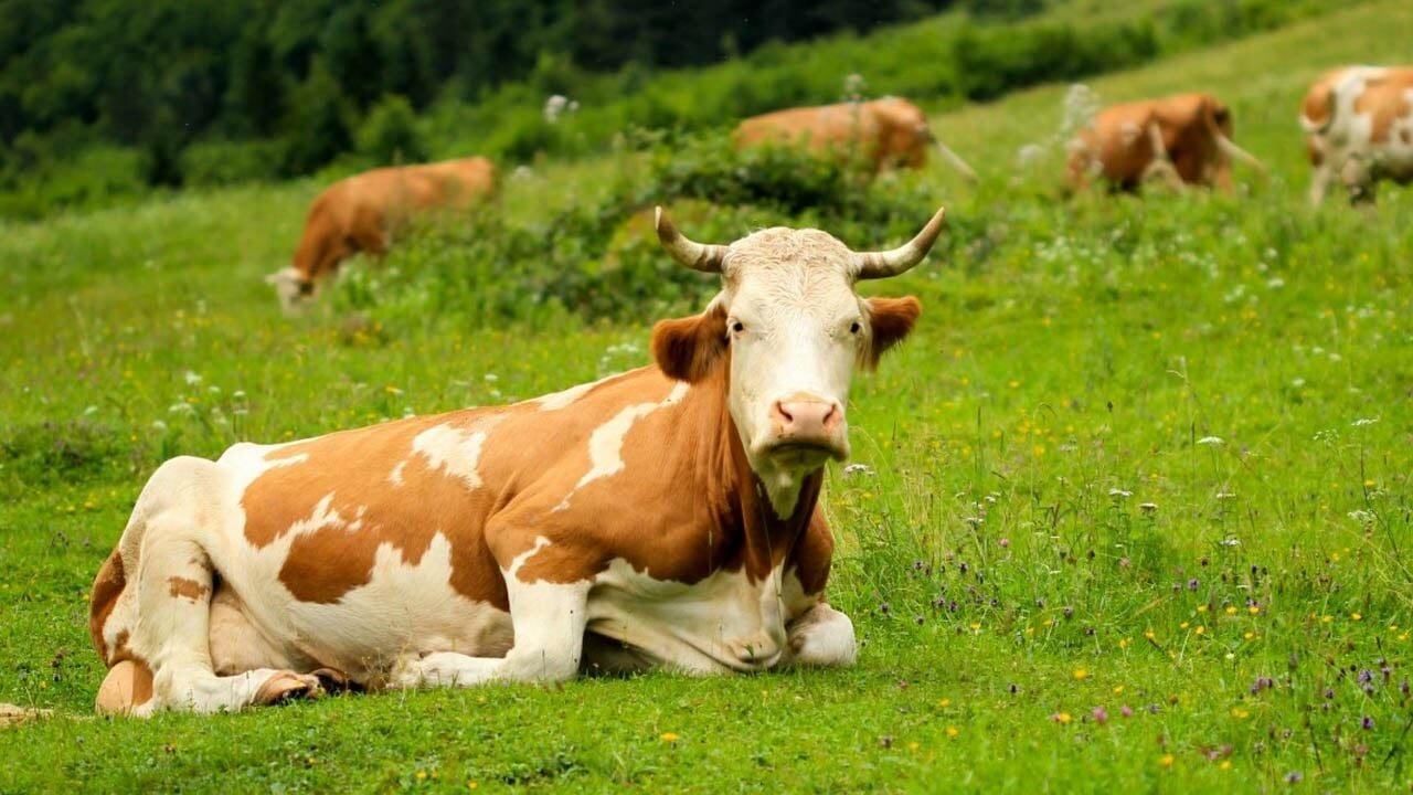 Sıcaklık Stresi Sırasında Besleme Stratejileri