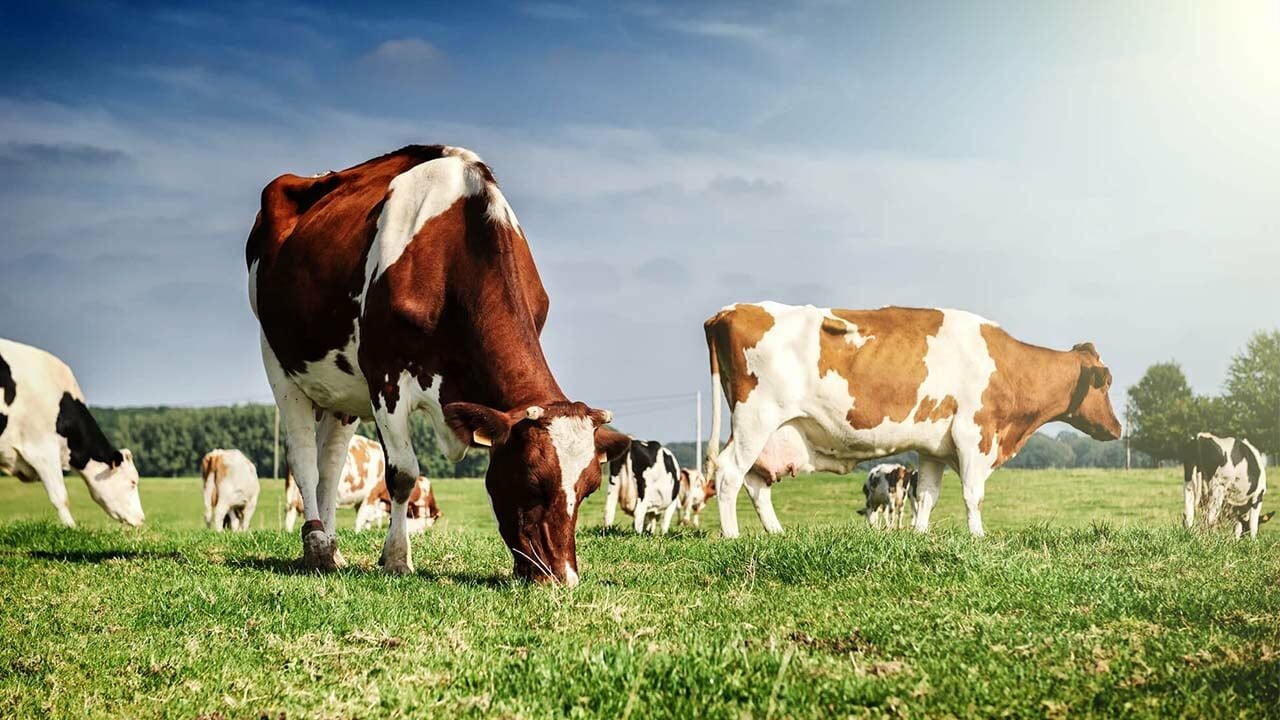 İneklerde Doğum Sonrası Beslenme Nasıl Olmalıdır?