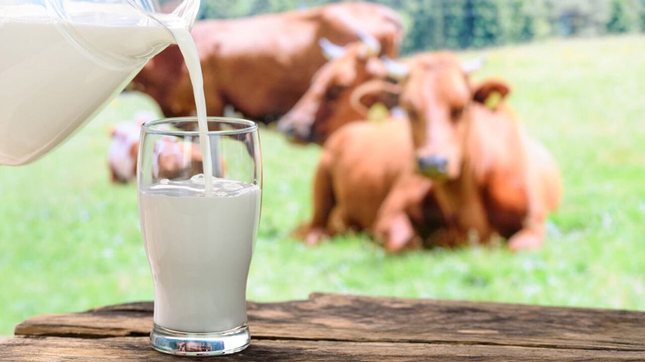 Süt Sığırı Irkları Nelerdir? Hangi Irkların Verimi Daha Yüksektir?