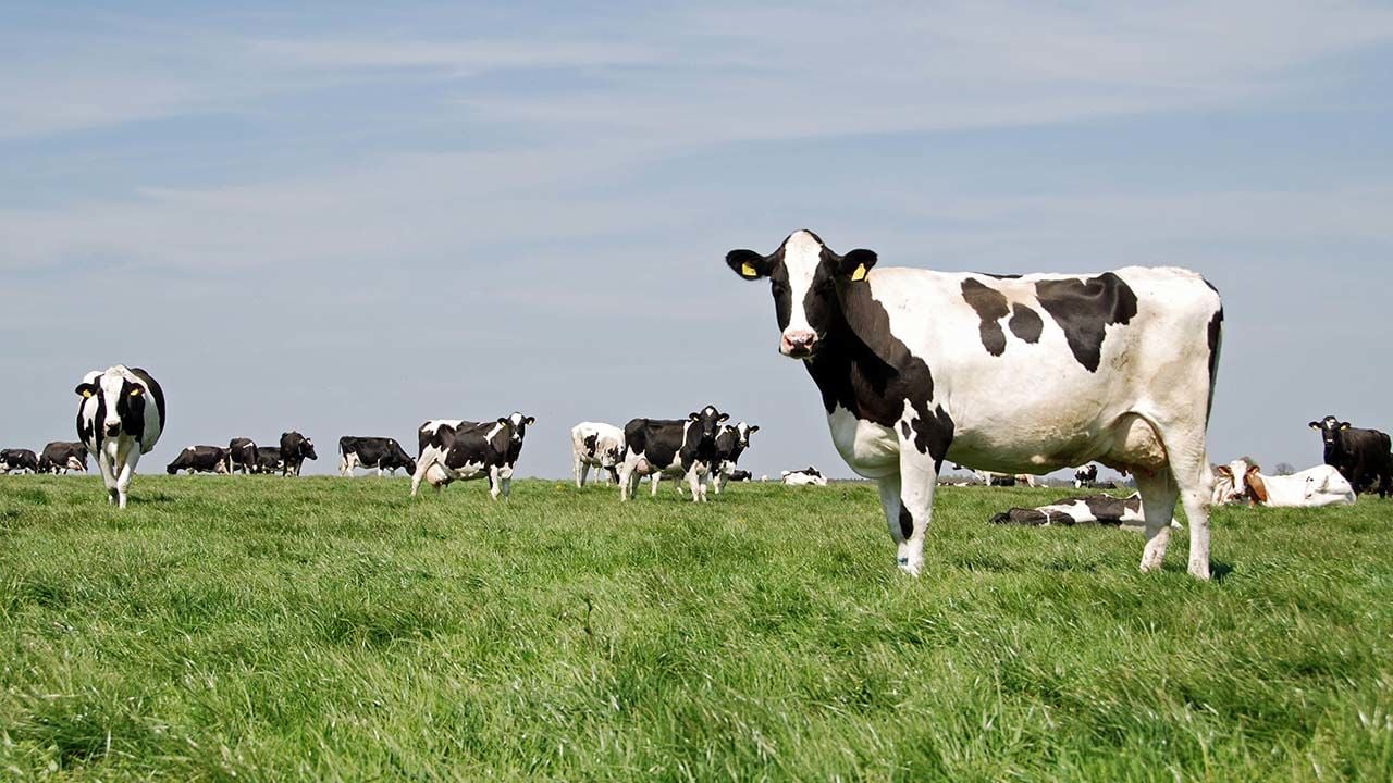 Suni Tohumlama Nedir?