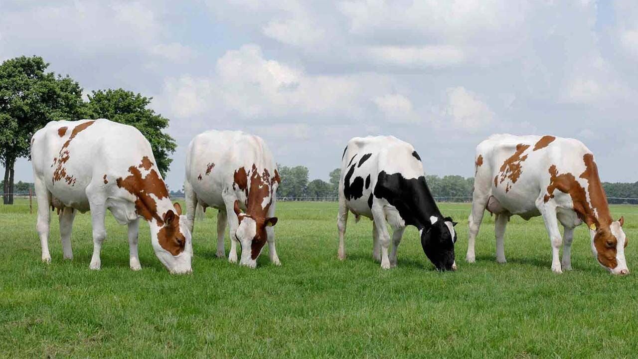 Vücut Kondisyon Skoru Nedir? İdeal Vücut Kondisyon Skoru Ne Olmalı?