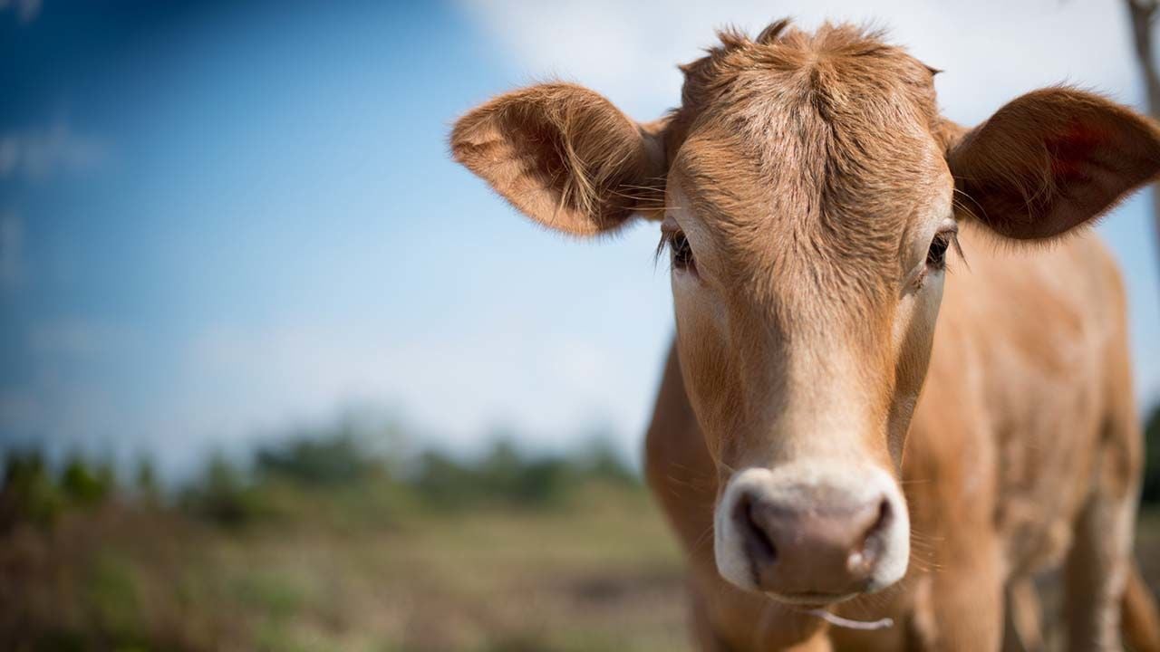 İneklerde Döl Tutmama