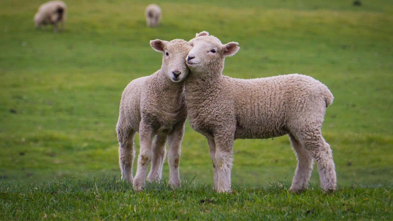 Koyunlarda Yavru Atma Hastalığı Brusella