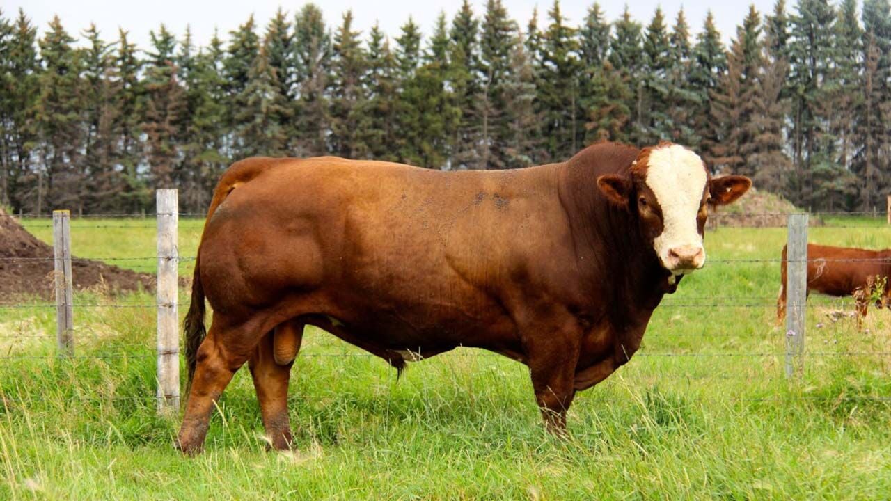 Damızlık Boğa Seçimi