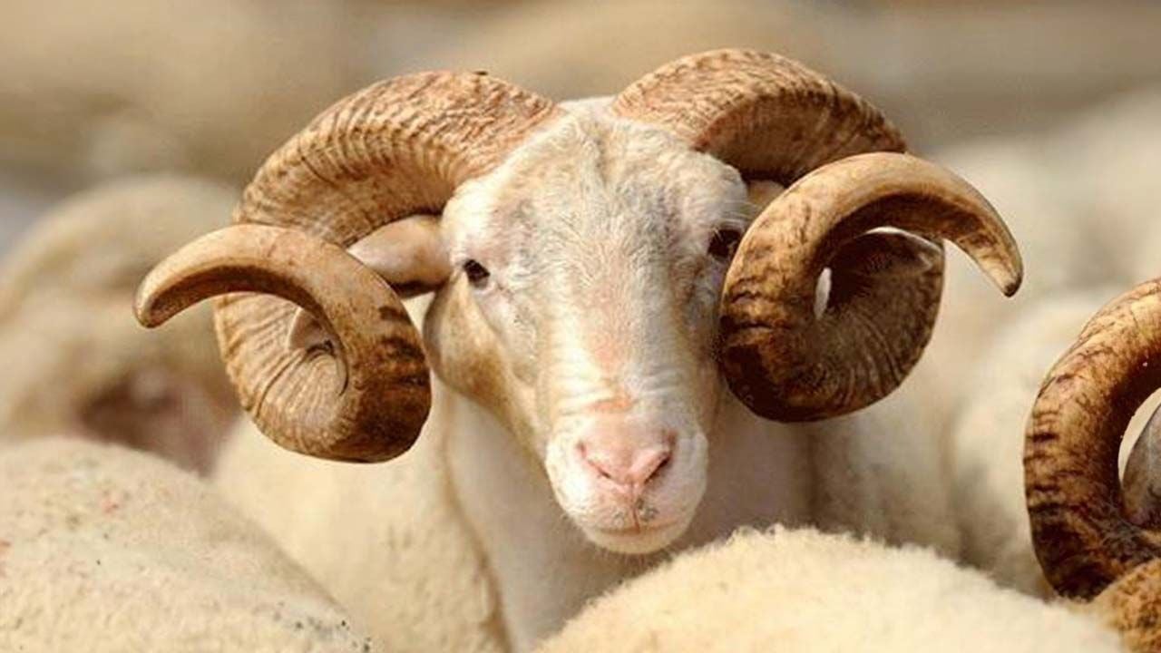 Damızlık Koç Seçiminde Dikkat Edilmesi Gerekenler