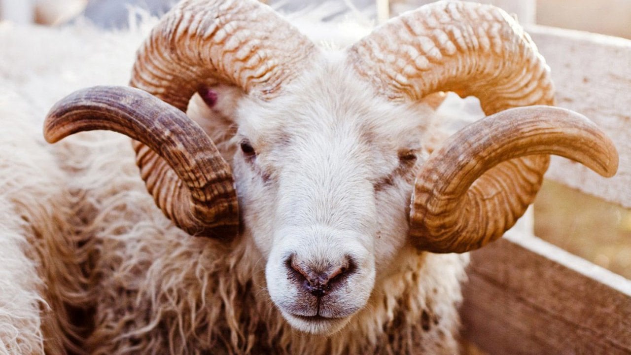 Koç Katımı Nedir?